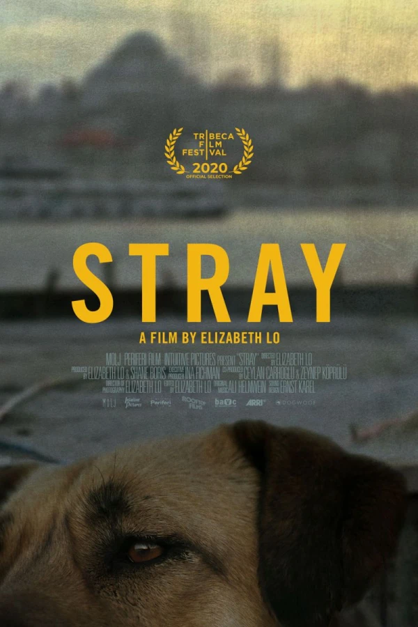 Stray Plakat