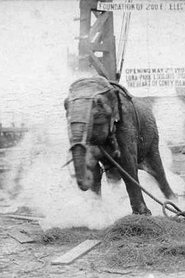 Electrocuting an Elephant Plakat