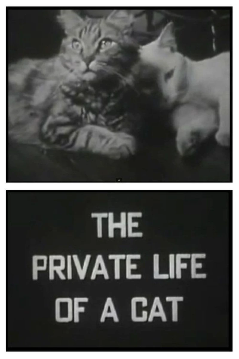 The Private Life of a Cat Plakat