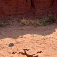 Coyote v. Acme